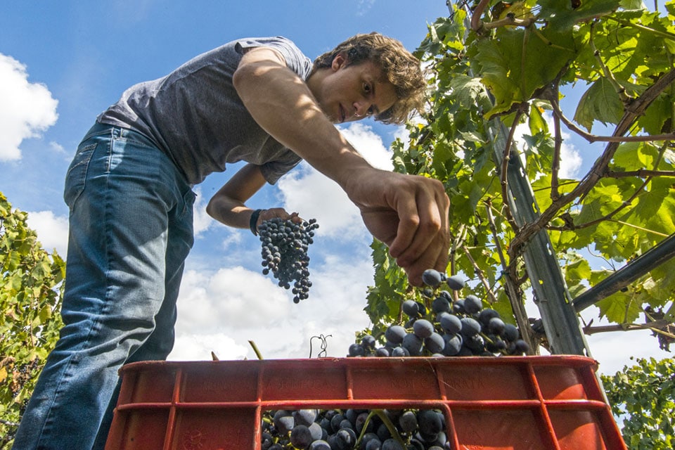 Vendemmia 2018