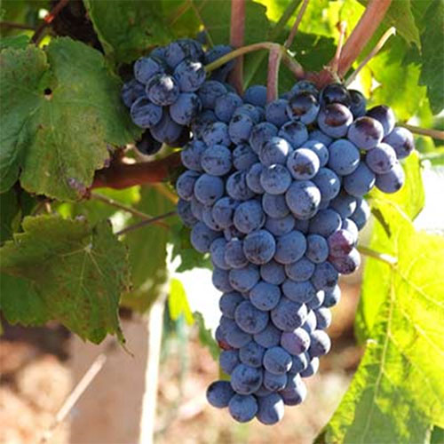 Nero d'Avola